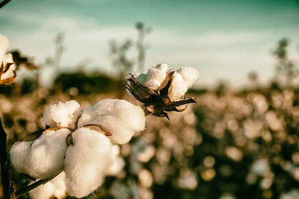 Красивые хлопковые поля