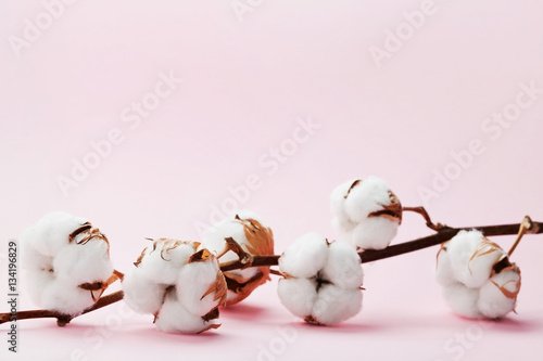 Хлопок на белом фоне