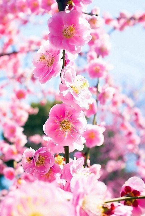 Заставка на телефон цветы