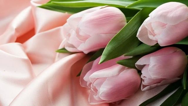 Нежно розовые тюльпаны букет