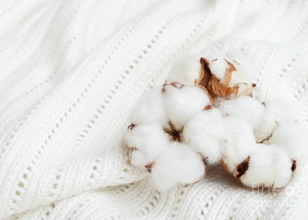 Хлопок цветок