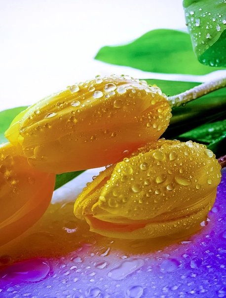 Красивые тюльпаны срасой