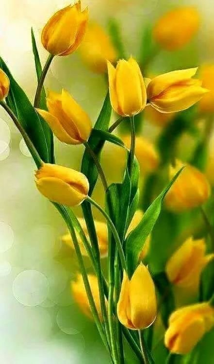 Тюльпаны и Мимоза