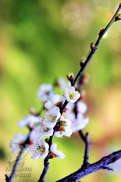 Весенняя природа