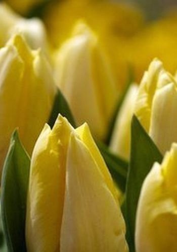 Желтые тюльпаны