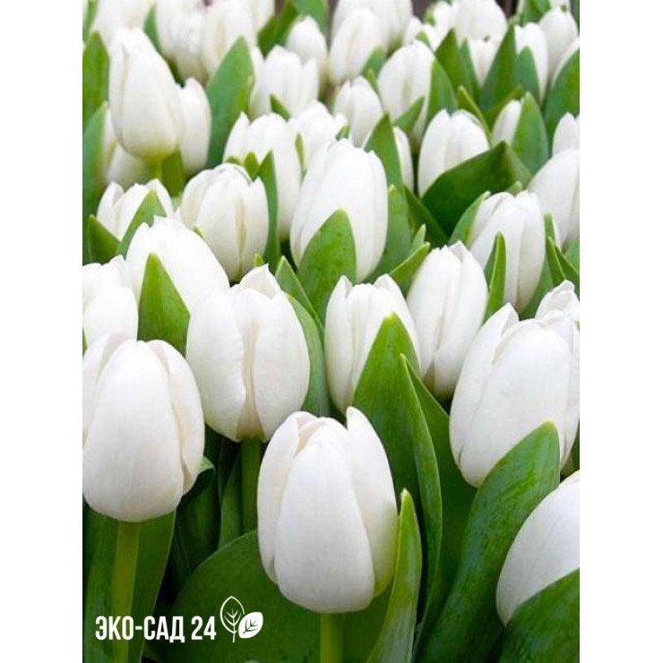 Тюльпан Вайт Династия