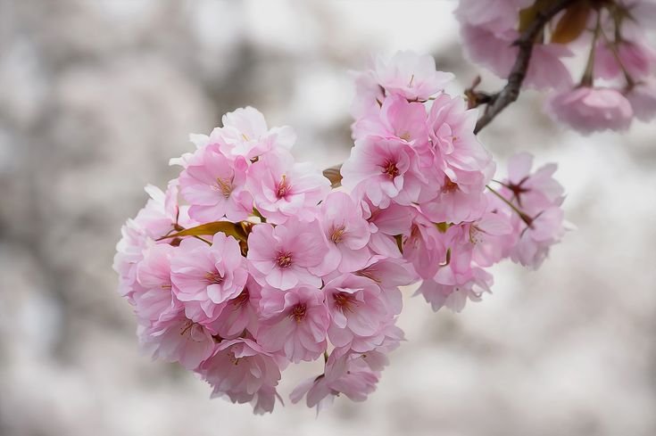 Сакура вишня