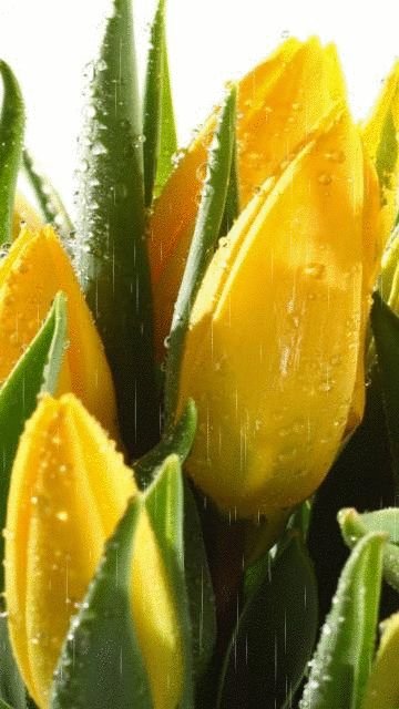 Желтые тюльпаны