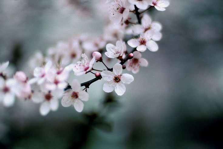 Черри блоссом цветок