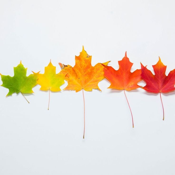 Осенние листочки