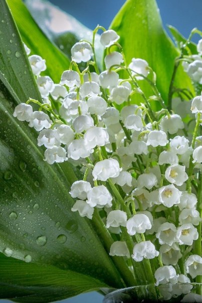 Красивые Ландыши