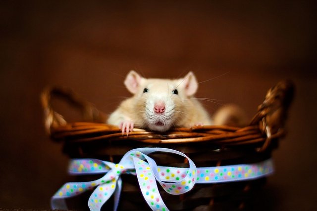 Красивая мышка