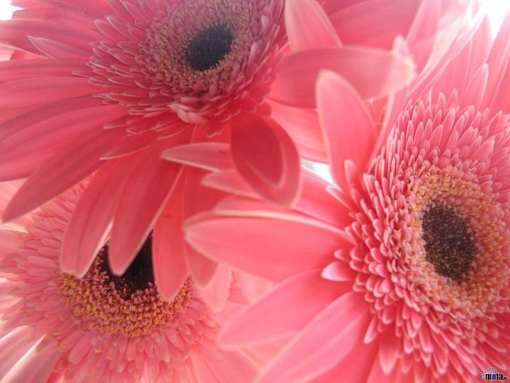 Розовые герберы