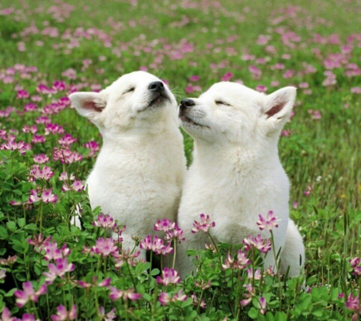 Летние животные