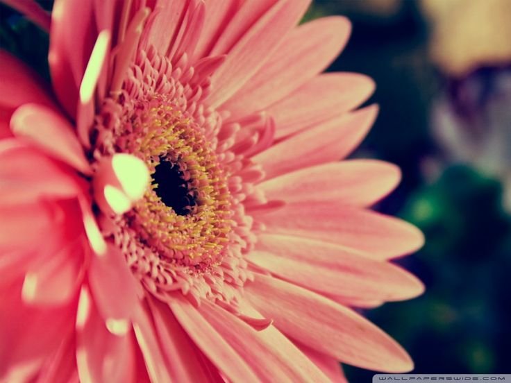 Цветы макро