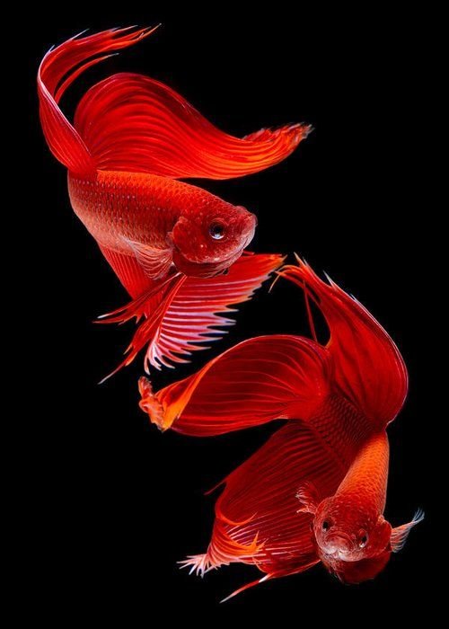 Карп кои вуалехвост