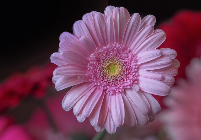 Гербера розовая Ксанаду