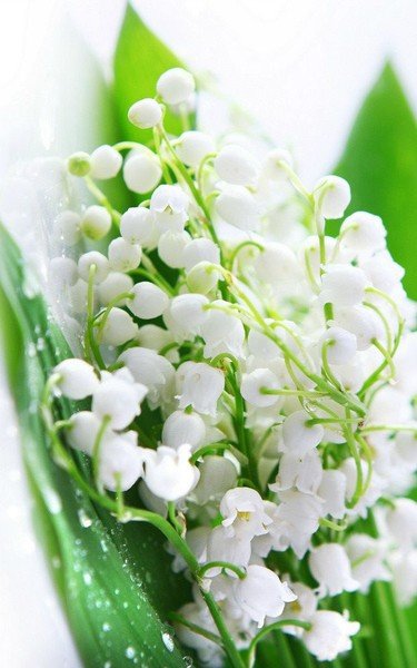 Цветы Ландыши
