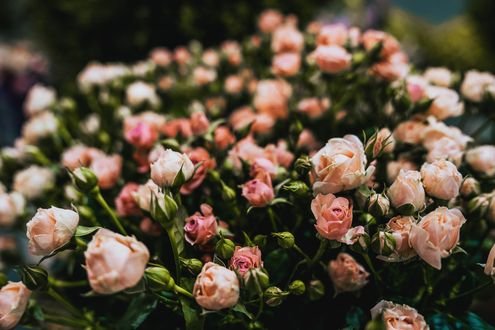 Роза Квинсдей