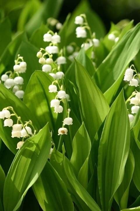 Весенние Ландыши