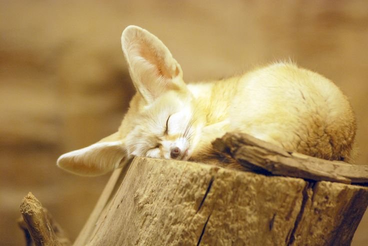 Лисица фенек