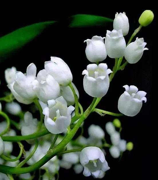 Заставка Ландыши