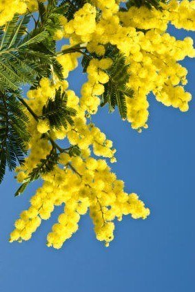 Солнечная Мимоза