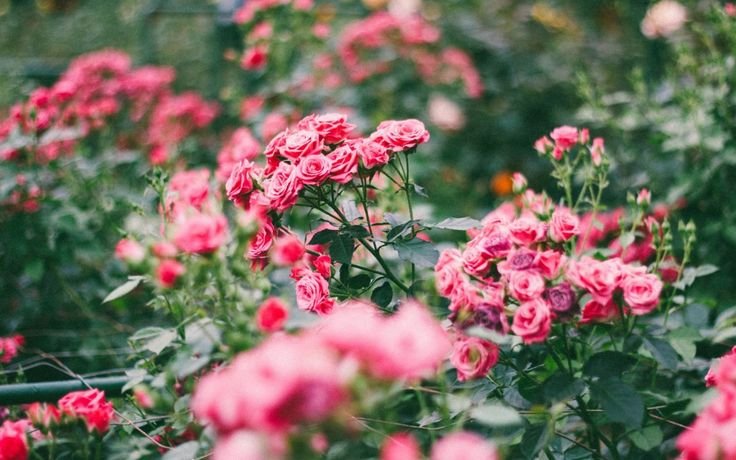 Чайная роза кустовая Садовая