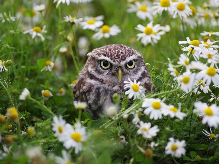 Птицы летом