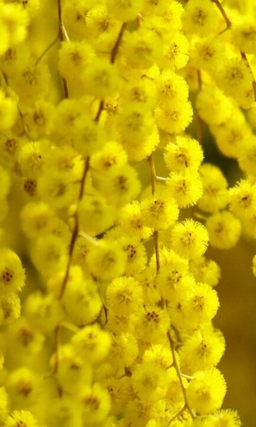 Весна Мимоза