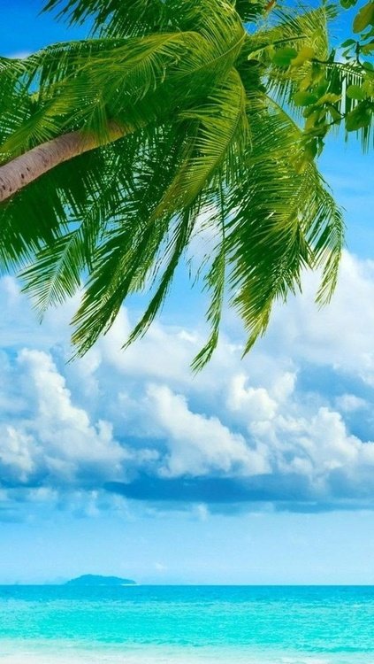 Пляж с пальмами