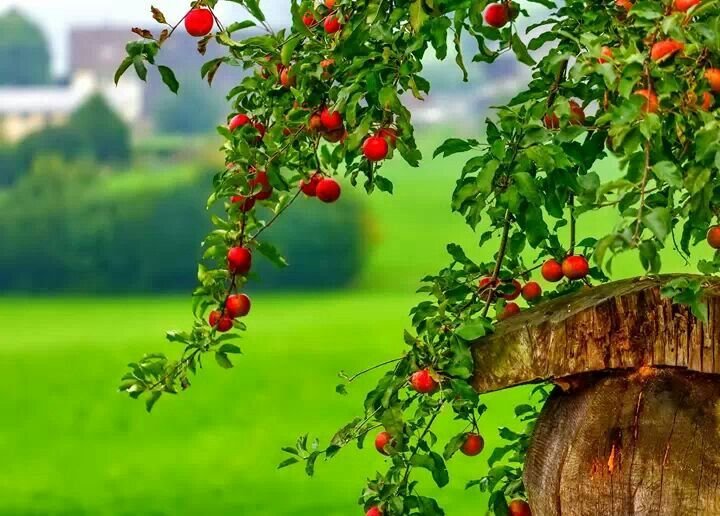 Яблоня дерево