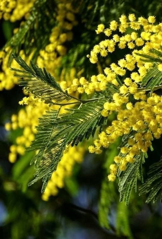 Мимоза ягода