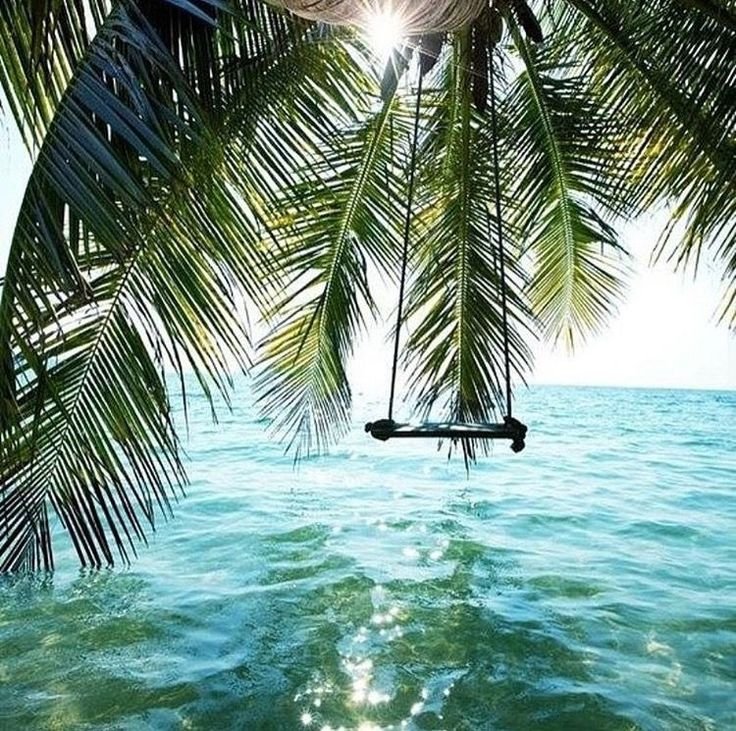 Лето пальмы