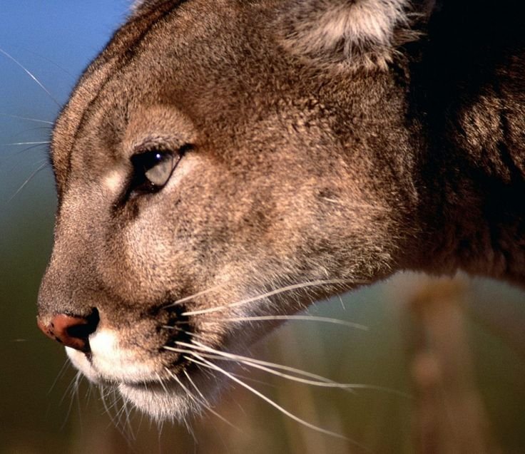 Пума готовится к прыжку