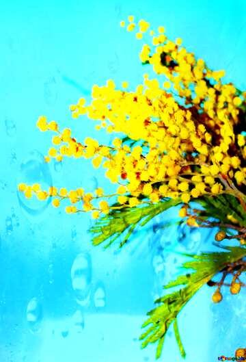 Весенние цветы Мимоза