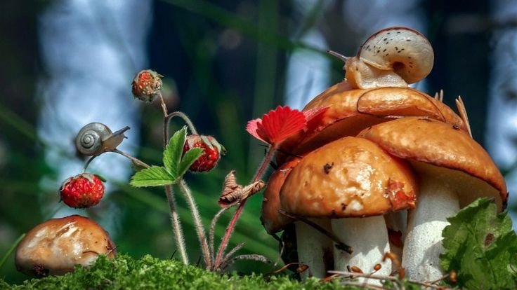 Карагодники грибы