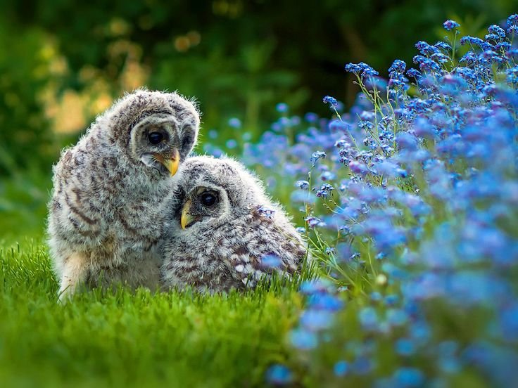 Природа животные птицы