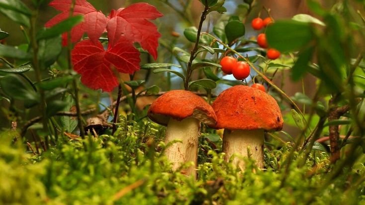 Осенний грибной лес