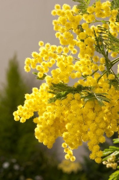 Махровая Мимоза