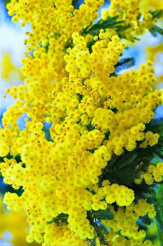 Мимоза Живая