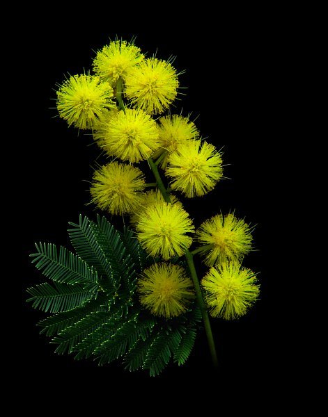 Цветущая Мимоза