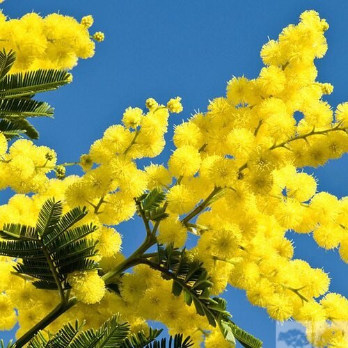 мимоза вертикальная