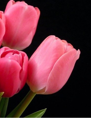 Тюльпаны на заставку смартфона