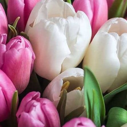 Нежные тюльпаны