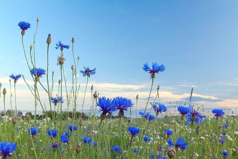 Василек Лазоревый