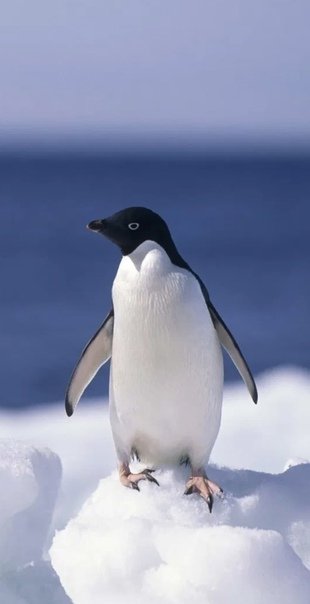 Арктический Пингвин