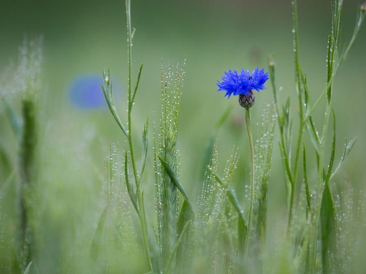 Василек синий полевой