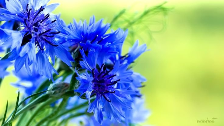 Васильки Беларусь