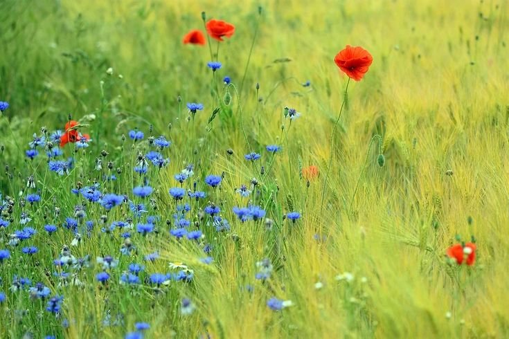 Васильково Маковое поле